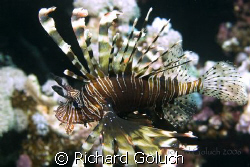 Lionfish- picture taken in 2006 Red Sea Canon 20 D 60 mm ... by Richard Goluch 